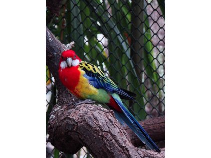 Platycercus eximius 2 (Wroclaw zoo)