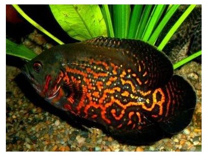 18367a95af9d4a419e55bf51265409f3