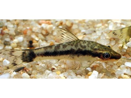 640px Otocinclus macrospilus 2