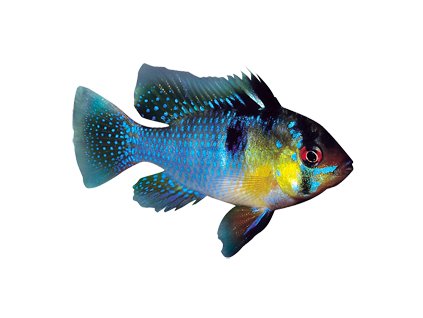 Akv.rybka  Cichlidka Ramirez el.blue
