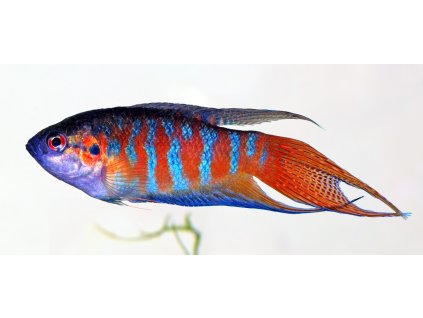 Macropodus opercularis side (aka)