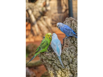 budgerigar 2779842 1920