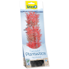 0202367 rostlina tetra foxtail red m