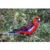 Platycercus elegans Wilsons Prom