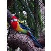 Platycercus eximius 2 (Wroclaw zoo)