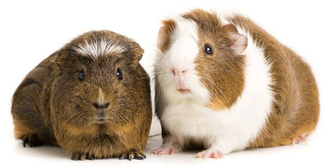 Morčátko - skvělý parťák i do bytu!