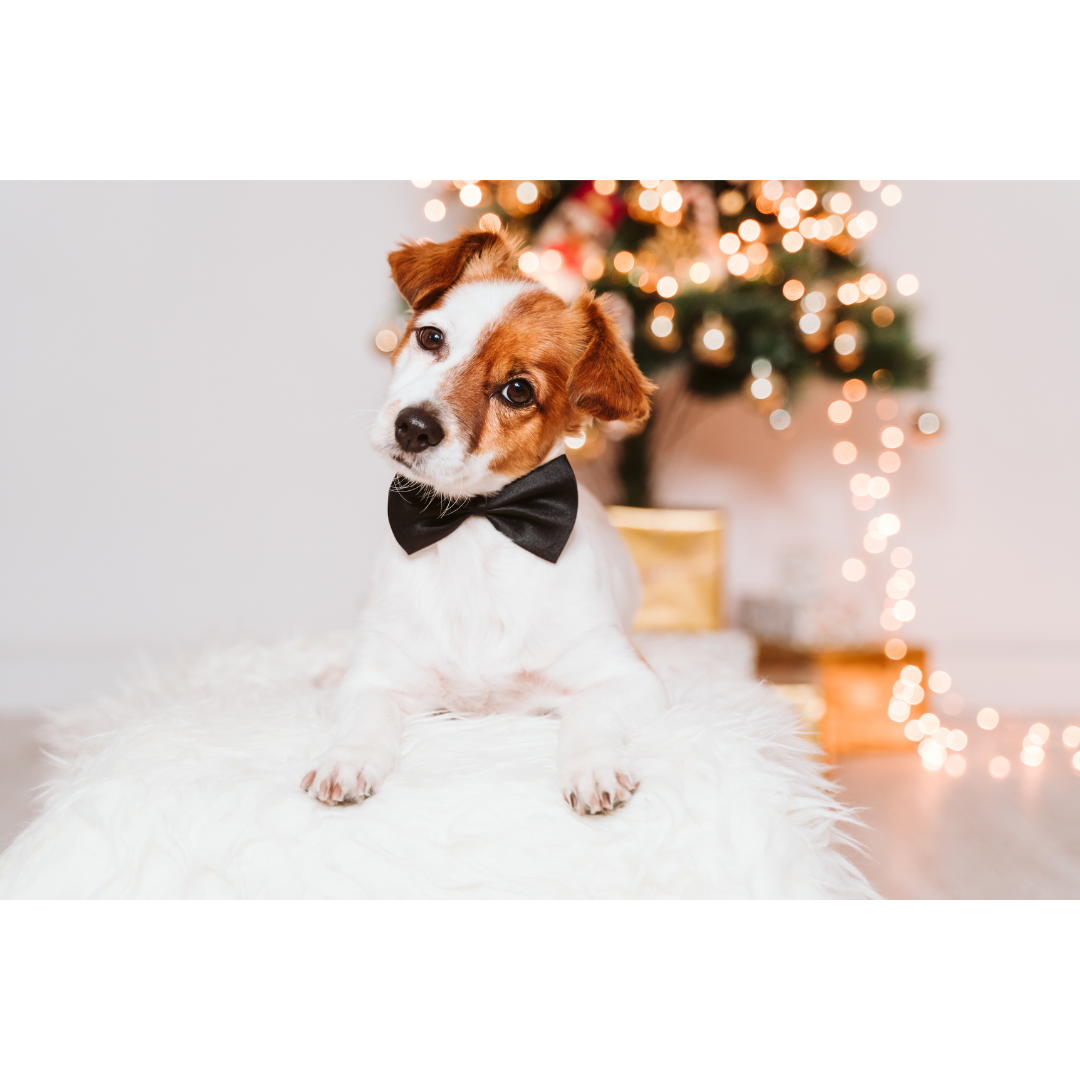 Jaká vánoční nástrahy čekají na Vašeho mazlíčka?