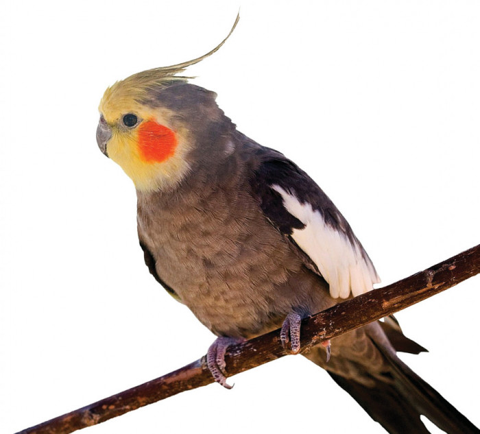 Myslíme i na papoušky! Co pro ně skrýváme na našem e-shopu?