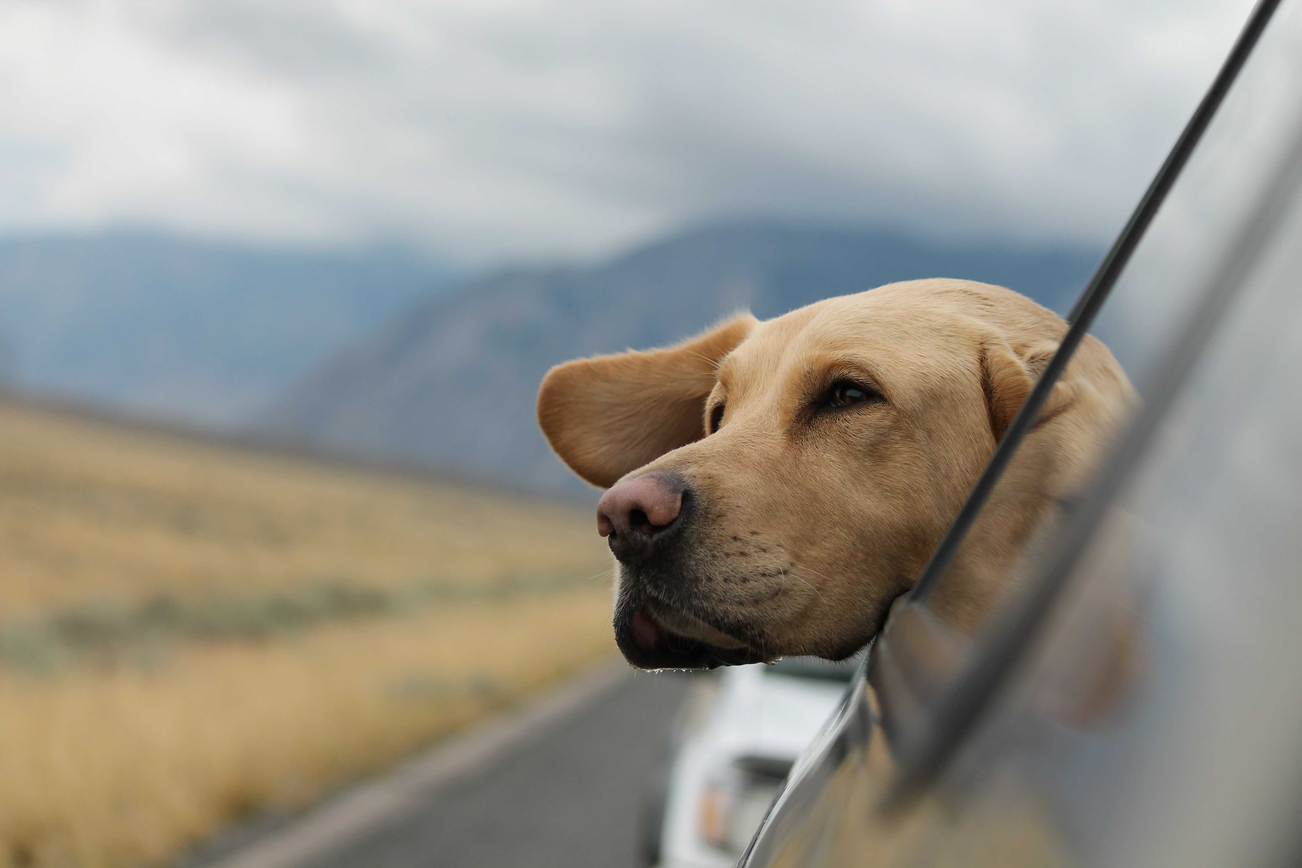 10 tipů pro cestování se psem