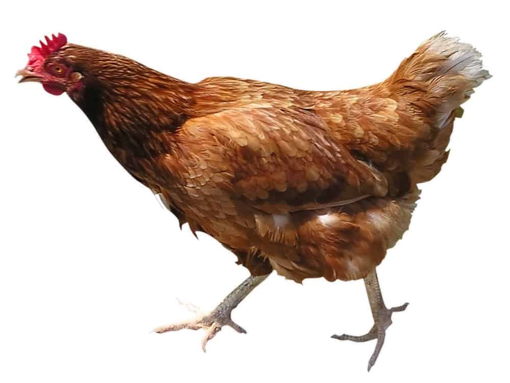 Vybíráte krmítko pro slepičky? U nás ho najdete!