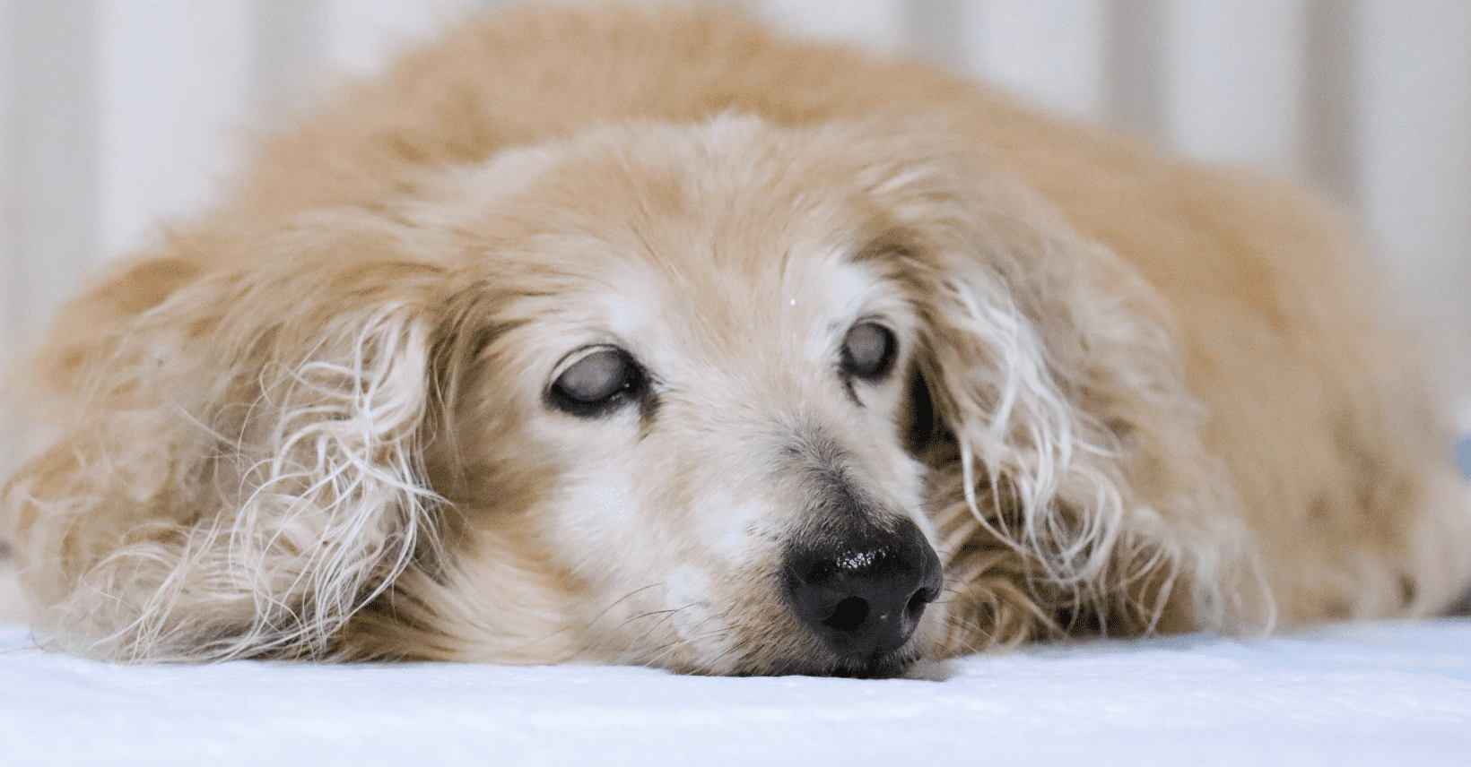 Krmení starších pejsků? Není to žádná věda!