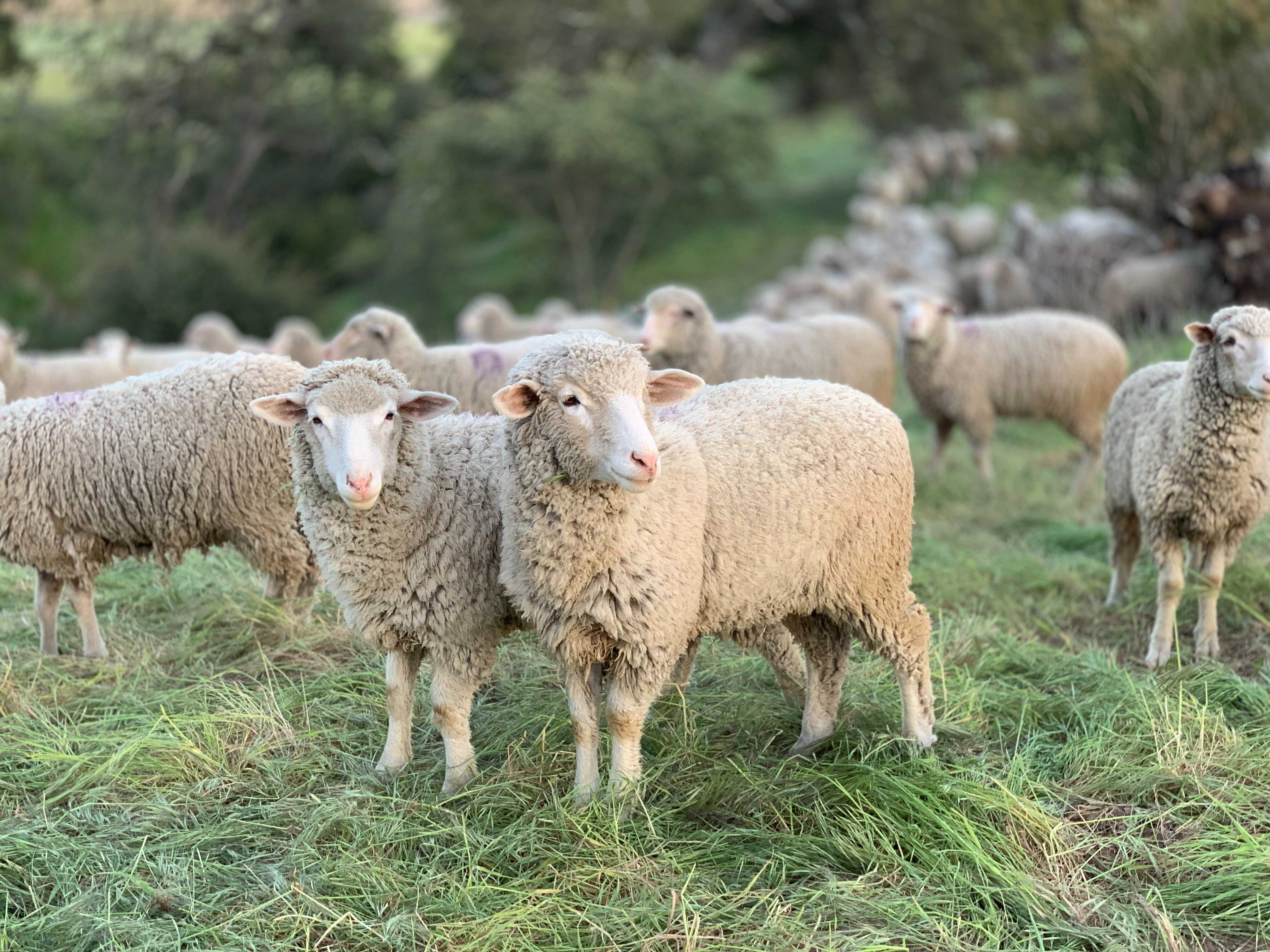 Čím a jak správně krmit ovce?