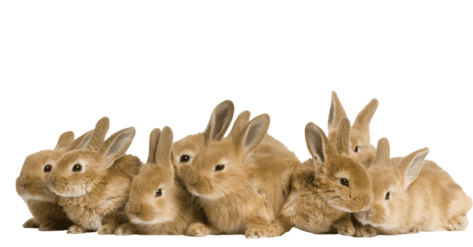 Víte, jaké bylinky prospívají králíčkům?