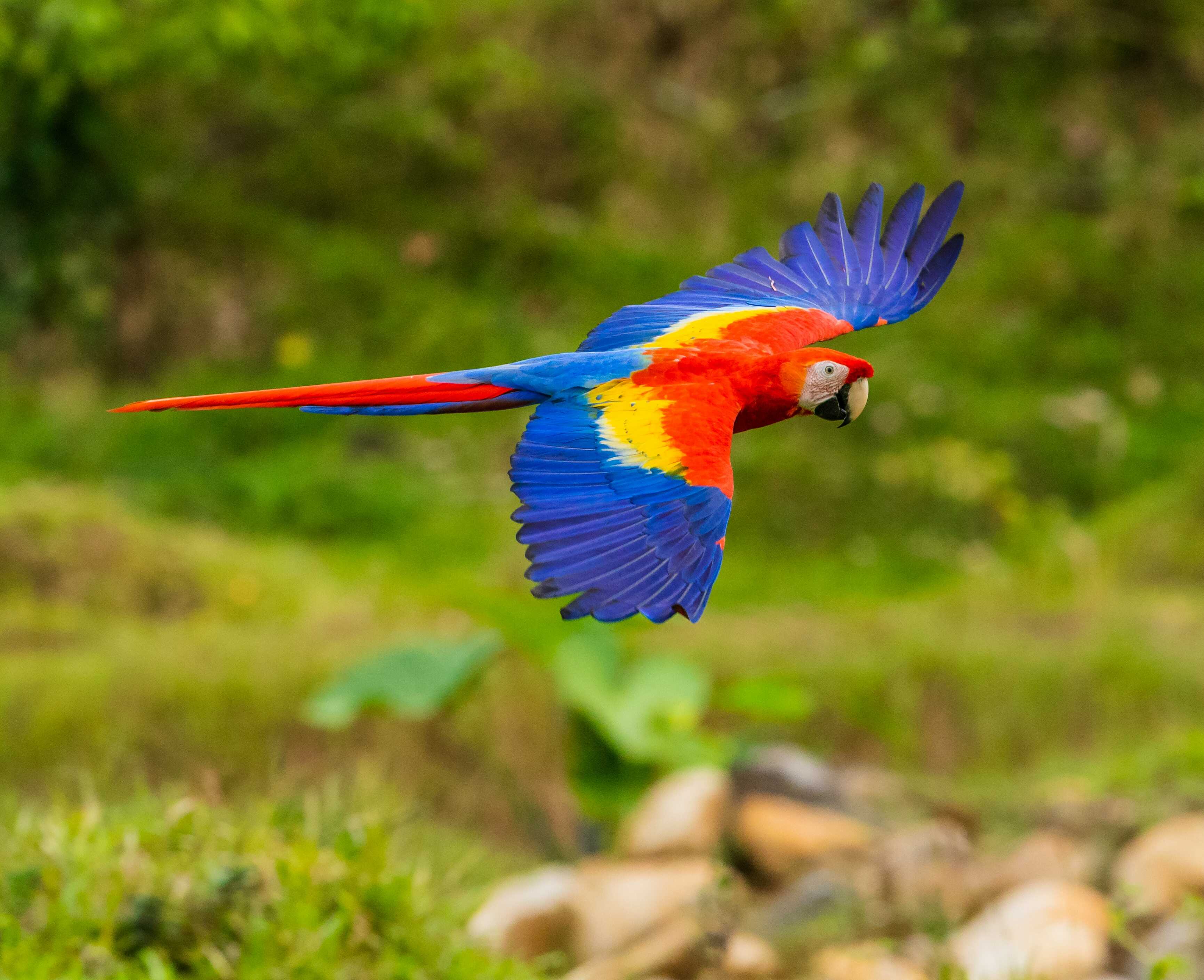 Jak naučit papouška mluvit?