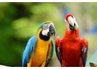 Chovatelské potřeby pro papoušky