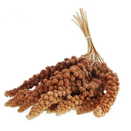 senegalske proso cervene web