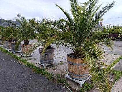 Datlovník kanárský - Phoenix canariensis