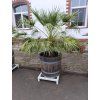 Datlovník kanárský - Phoenix canariensis
