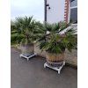 Datlovník kanárský - Phoenix canariensis