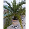 Datlovník kanárský - Phoenix canariensis