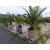 Datlovník kanárský - Phoenix canariensis