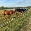 Pastevní ustájení koní – Mníšek pod Brdy