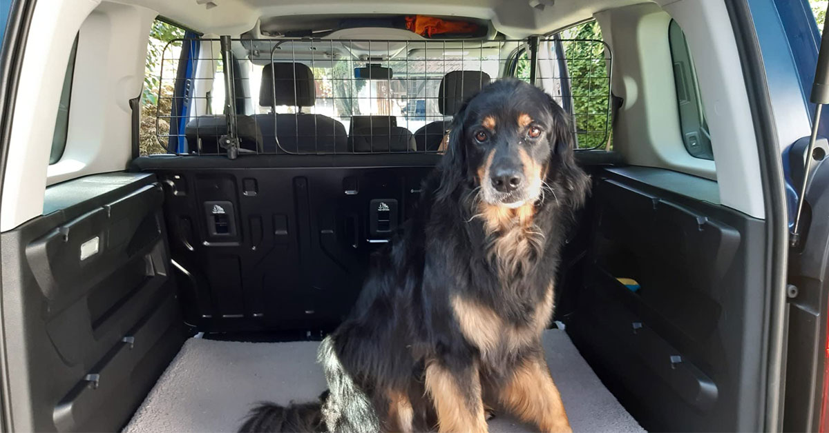 Jak převážet psa v autě