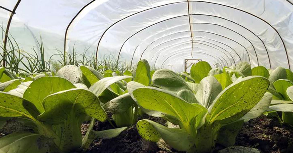 Pěstování v pařeništi krok za krokem