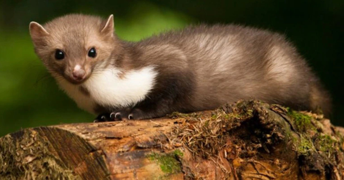 Jak na kuny v motoru: Nejlepší plašiče kun do auta