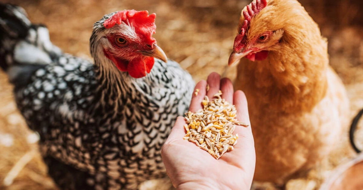 Efektivní zpracování obilí: Jak využít mačkače pro krmivo pro zvířata