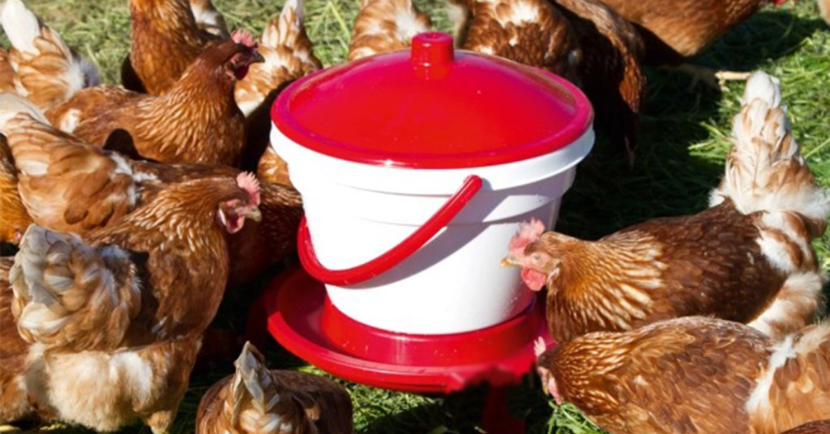 Napáječky pro drůbež – základ zdravého chovu