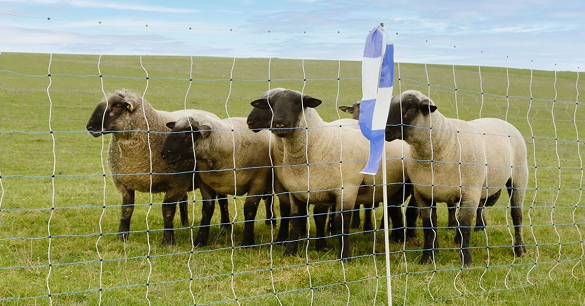 Elektrický ohradník pro ovce: moderní a flexibilní ochrana