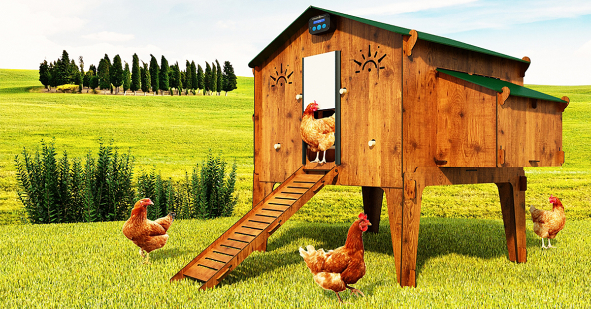 Jak vytvořit chytrý kurník pro slepice