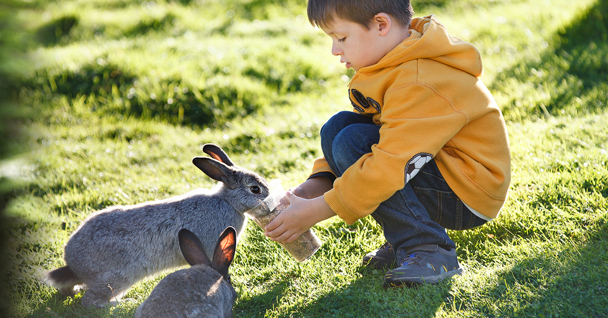 Čím krmit králíky na výkrm?