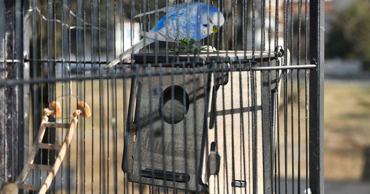 Jak na hnízdění andulek