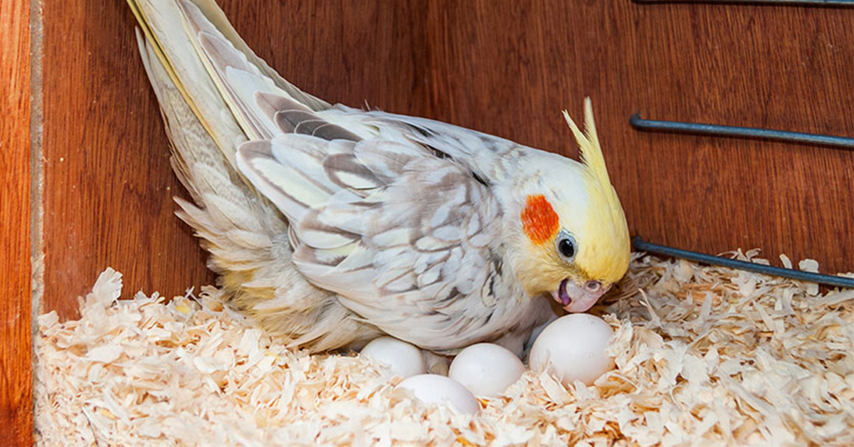 Umělé líhnutí papoušků
