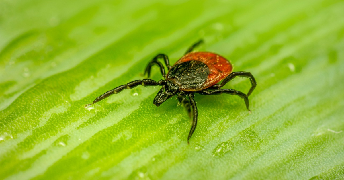 Odpuzovač klíšťat: Šetrná ochrana pro lidi i psy