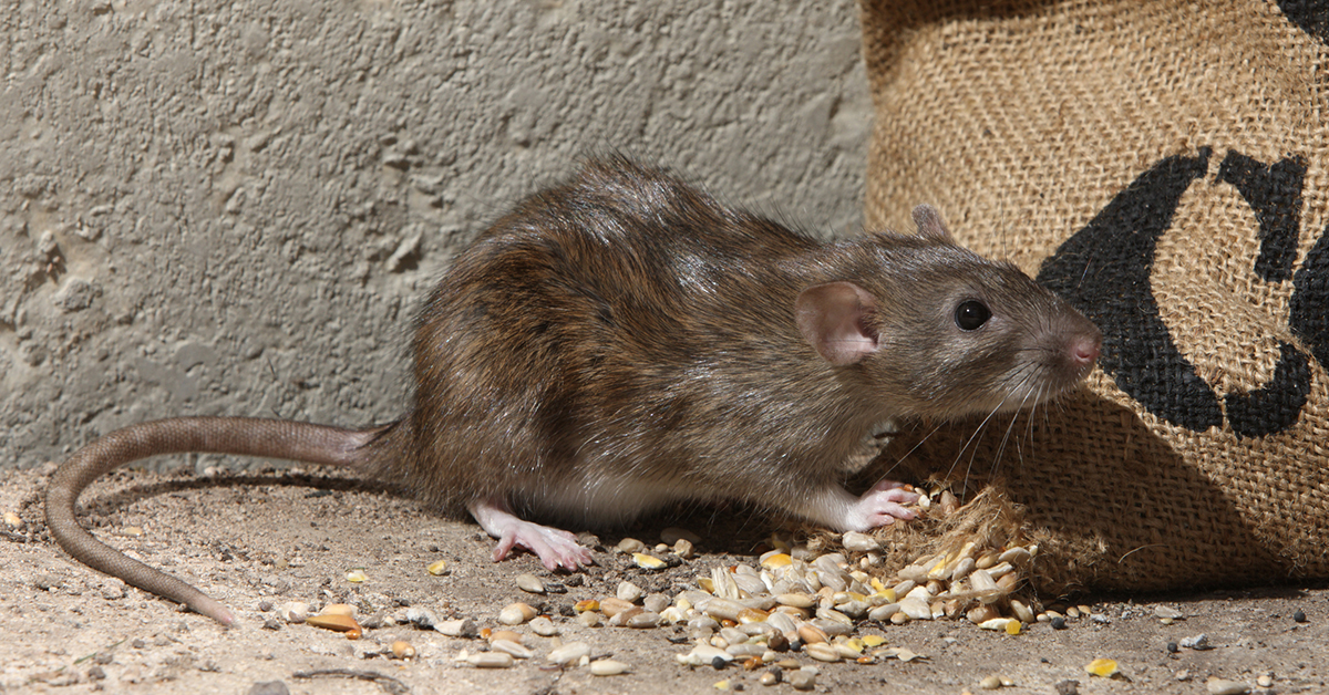 Jak na potkany pomocí odchytové pasti