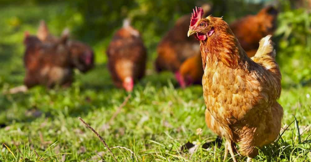 Jak se připravit na líhnutí drůbeže