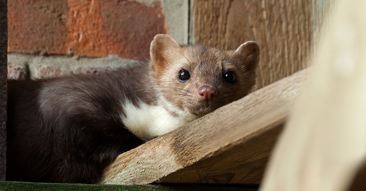 Jak na kunu na půdě