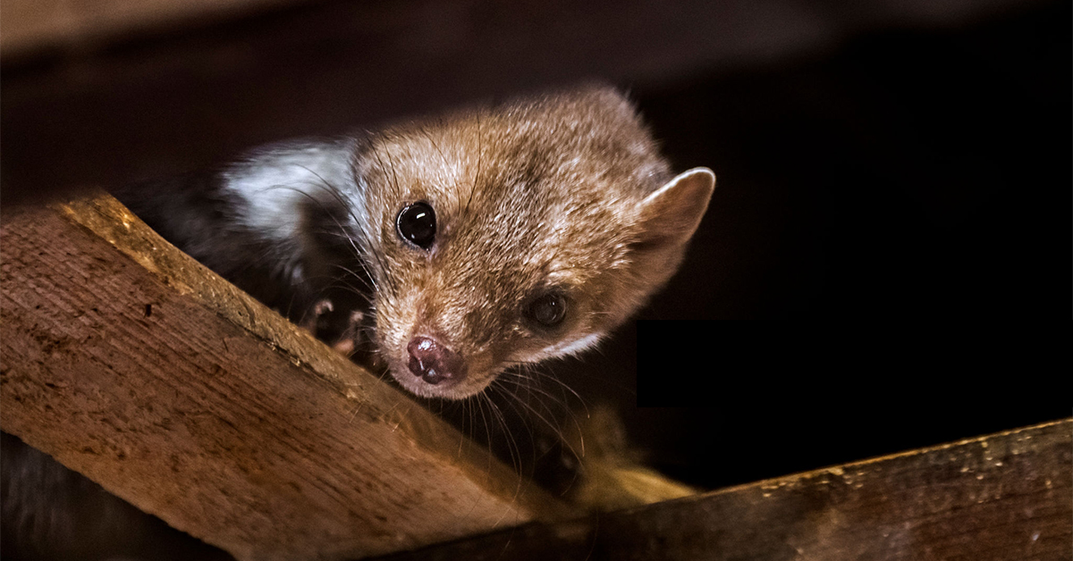 Jak vyhnat kuny z půdy