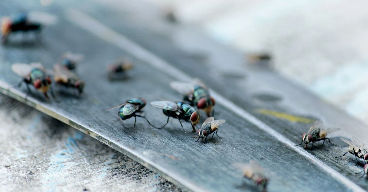 Účinné způsoby, jak se zbavit much