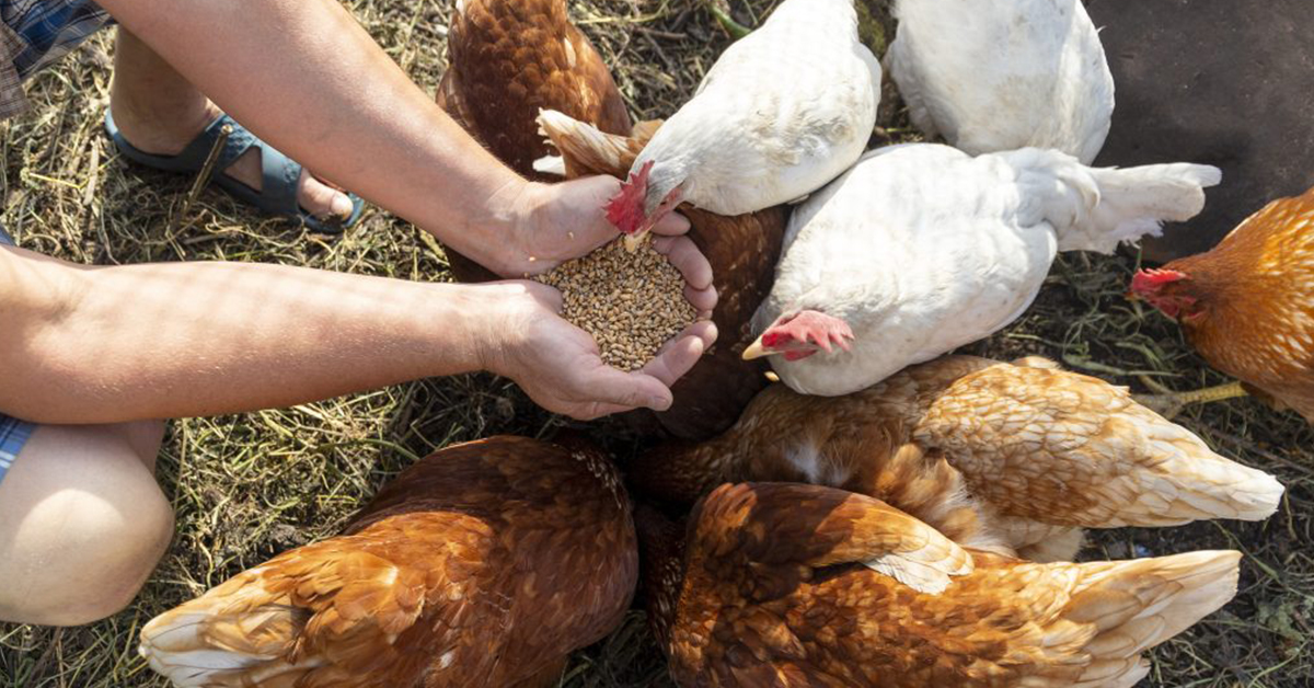 Šrotovník na obilí - jak udělat šrot pro slepice?