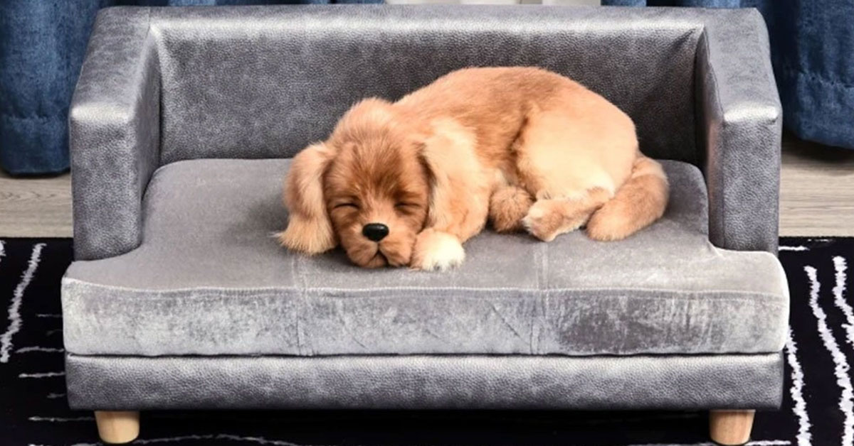 Průvodce výběrem pohovky pro psa