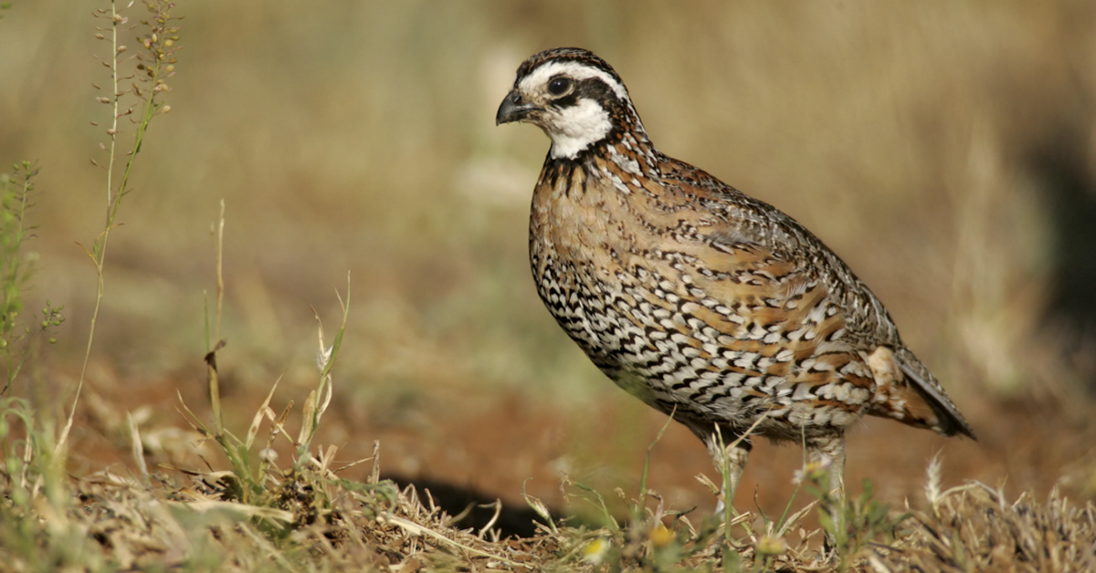 Jaká je nejlepší škubačka na křepelky?