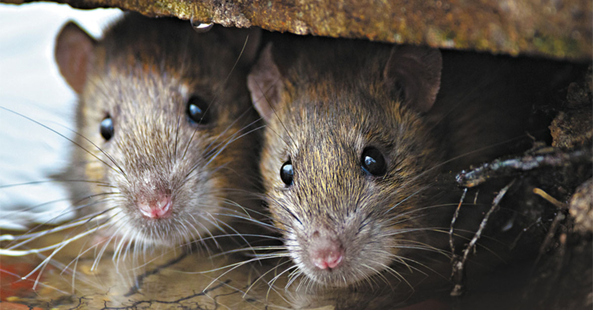 Jed na myši jako zaručená ochrana domu