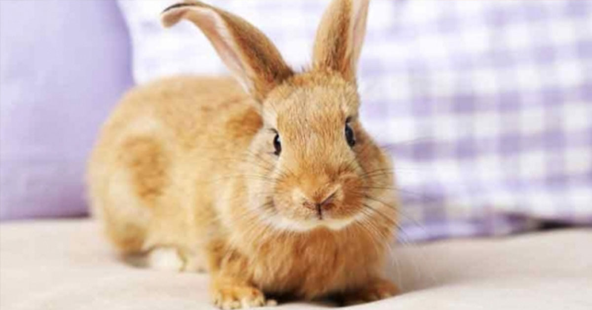 Ideální králíkárny pro spokojené králíky