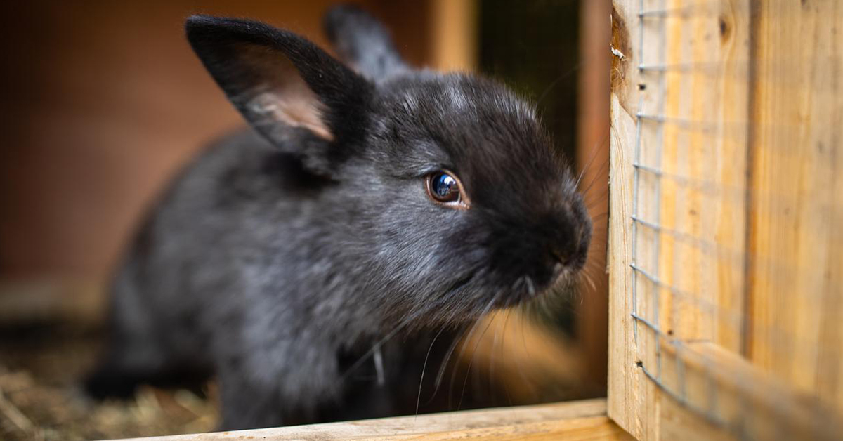 Nejlepší králíkárna pro domácí chov králíků