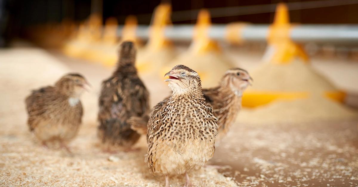 Čím krmit křepelky ve snášce?