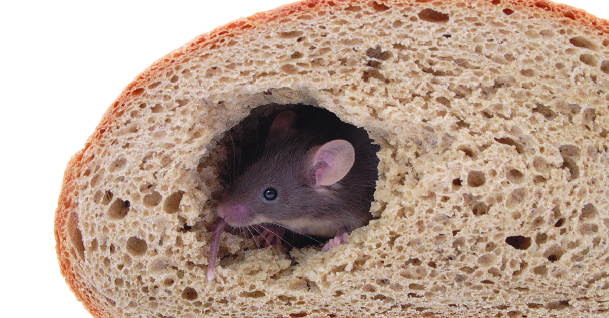 Pachový odpuzovač myší jako pomocná ruka